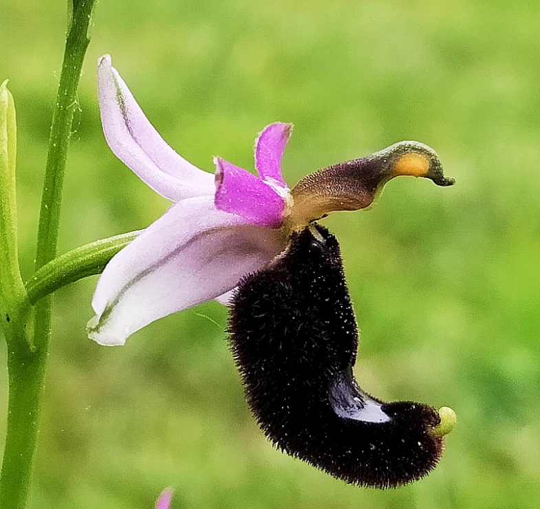 Ophrys bertolonii in FVG